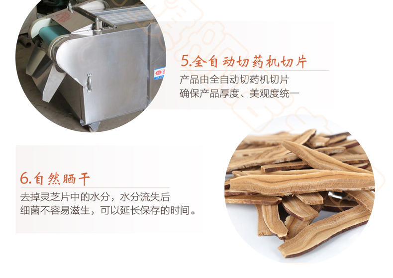 上海菇新 段木靈芝切片 上海菇新 段木靈芝切片