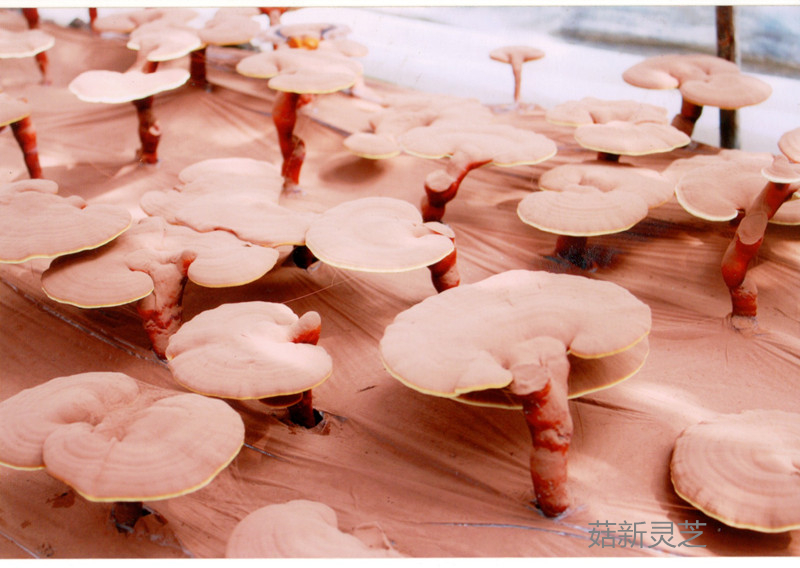 靈芝孢子粉