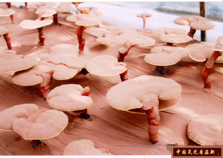 靈芝破壁孢子粉的價(jià)格是多少