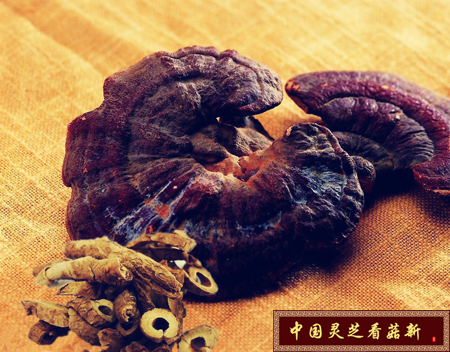 中國靈芝看菇新