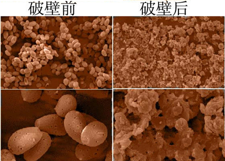 靈芝孢子粉破壁前后形態對比