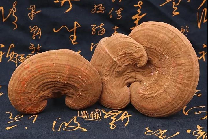 靈芝的特殊功效 靈芝的特殊功效