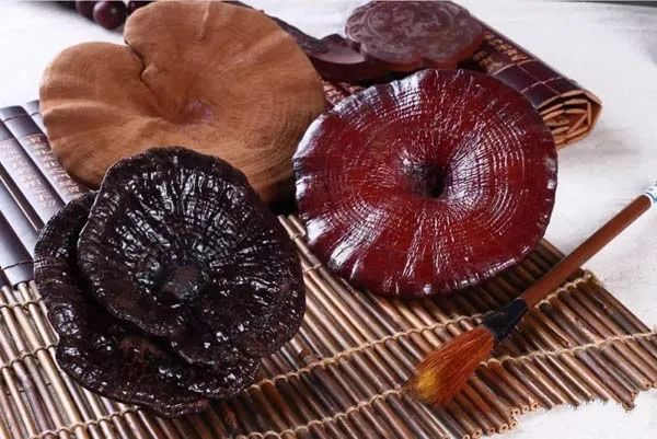 靈芝抗癌相關(guān)研究 靈芝抗癌相關(guān)研究