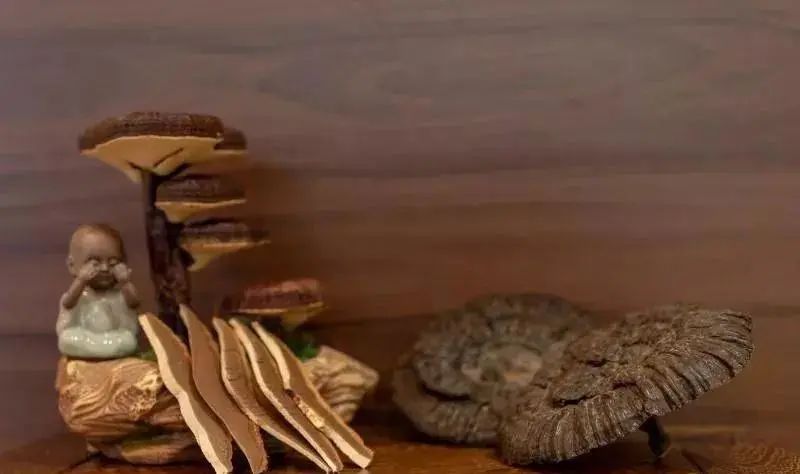 靈芝孢子粉中的靈芝三萜有極大作用 靈芝孢子粉中的靈芝三萜有極大作用