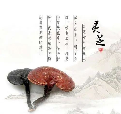 靈芝適合絕大多數人吃